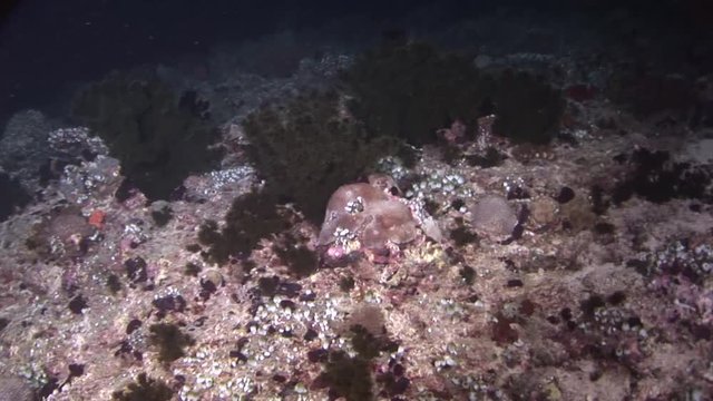 nightdives ari atoll hunting tuna maldives scuba diving