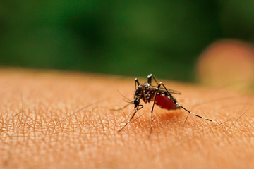 mosquito sucking blood on human skin