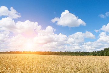 Obraz premium A wheat field, fresh crop of on a sunny day. Rural Landscape