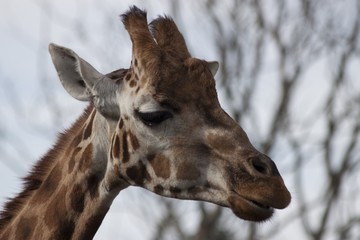 Giraffe (Giraffa camelopardalis)