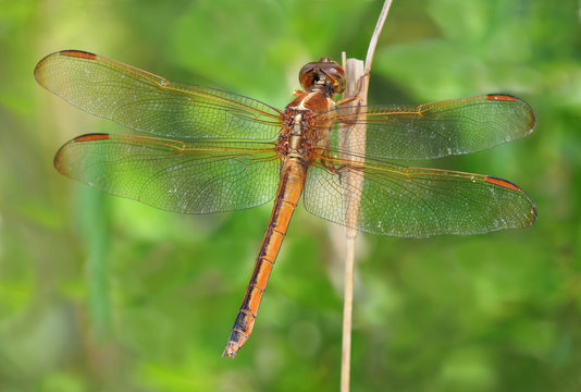 Extreme Depth of Field Photo of Golden Winged Skimmer Dragonfly