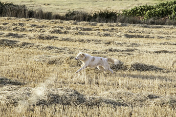 Golden retriever running