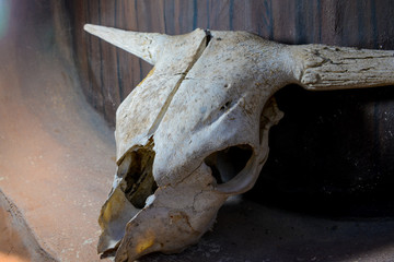 Schädel Ziege Bulle