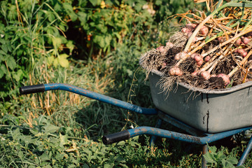 Fresh garlic in a wheelbarrow on background of green grass