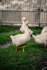 Geese in a village walk on the lawn