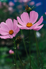 Fototapeta premium Colorful cosmos flowers closeup in garden background