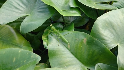 カマキリと葉