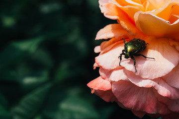 Golden chafer on pink rose leaves background