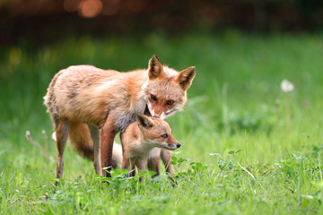 キタキツネの親子