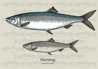 Fototapeta premium Herring Fish. Vector illustration for patterns and artwork in small sizes. Suitable for graphic and packaging design, education examples and web.
