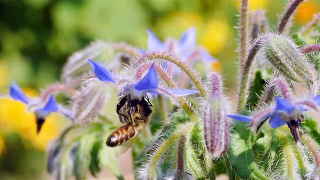 Biene an Borretschpflanze