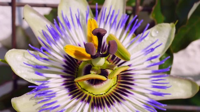 Blaue Passionsblumenbl&uuml;te, Passiflora caerulea