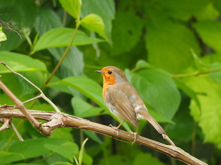 Robin(Erithacus rubecula)