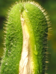 Opening poppy bud