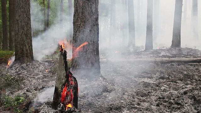 Quietly flaming pine tree stump. Just after a forest fire.