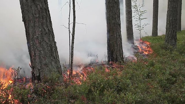 Forest ground fire line. Scene of fire. Forest fire.