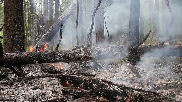 Forest fire in pine forest. Burning pine logs in forest fire.