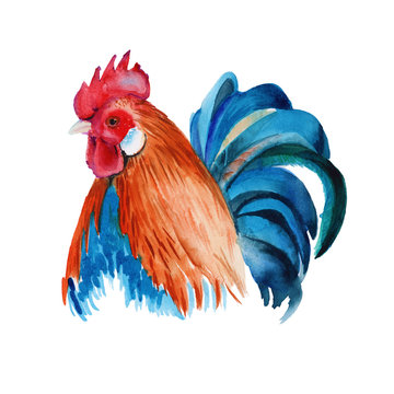 rooster. isolated. watercolor illustration