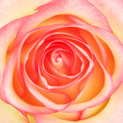 Fototapeta na wymiar Pink Rose Flower