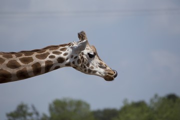 Giraffe (Giraffa camelopardalis)