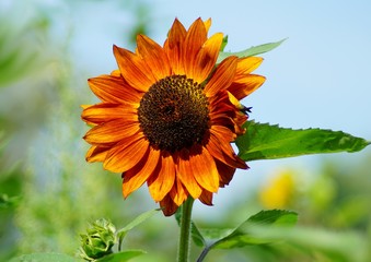Beautiful ornamental sunflower - Helianthus - time sunflowers