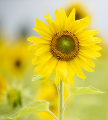 Obraz premium sunflowers