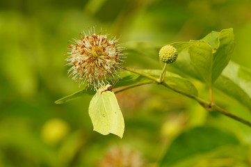Cephalanthus occidentalis and Gonepteryx rhamni - soft focus
