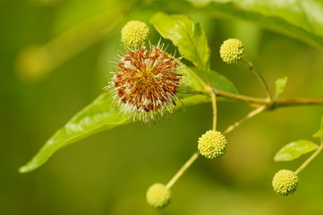 Cephalanthus occidentalis - selective focus

