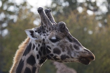 Giraffe (Giraffa camelopardalis)