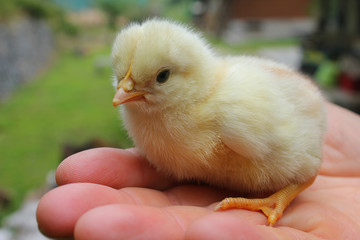 chick just born on the hand