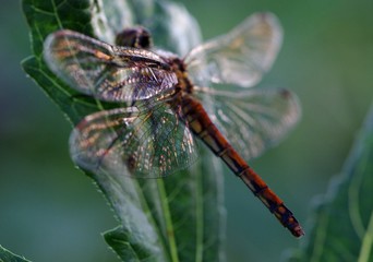 赤とんぼの美しい羽