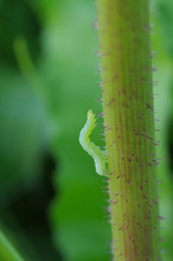 トゲのある茎をのぼるイモムシ