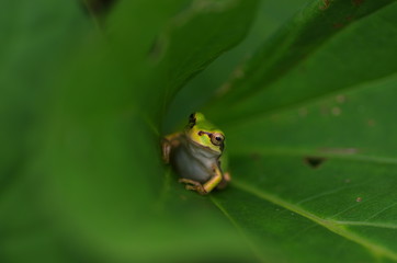 オクラの葉で休むアマガエル