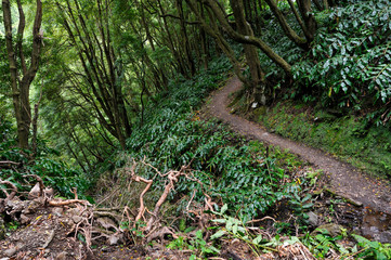 Uphill forest scenery from the Azores Faial da Terra trekking path