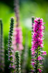 Obraz premium Common heather calluna vulgaris . Small honey forest plant and ornamental garden .