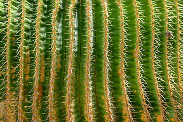 cactus piquant aiguille plante sèche dangereux vert désert