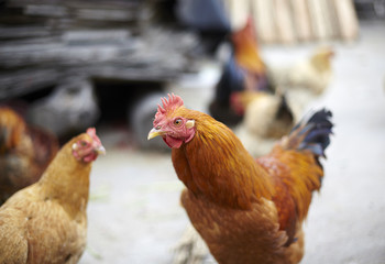 Brown hens with focus on middle hen

