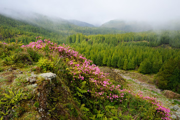 Azores Monte Escuro trekking path with flowers growing towards p