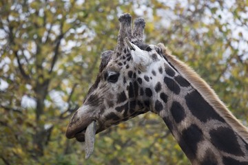 Giraffe (Giraffa camelopardalis)