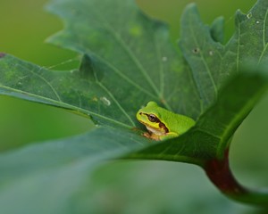 オクラの葉とアマガエル