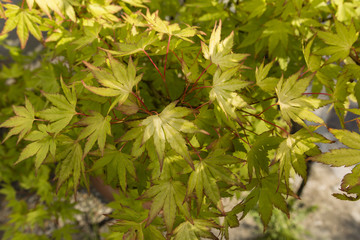 Fototapeta na wymiar Yellow leaves of maple ornamental.