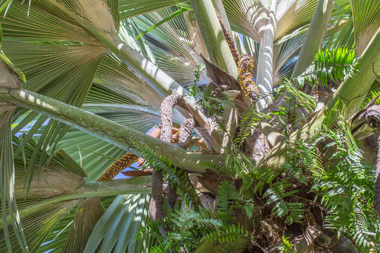 cocotier m&acirc;le des Seychelles, coco-fesses