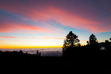 Obraz premium Trees silhouette at sunset