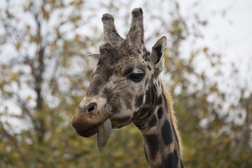 Giraffe (Giraffa camelopardalis)
