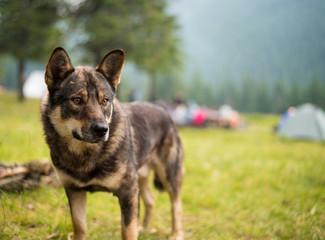 Dog on green grass