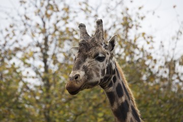 Giraffe (Giraffa camelopardalis)