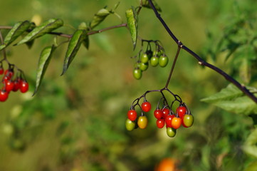 Solanum dulcamara - nightshade dulcamara