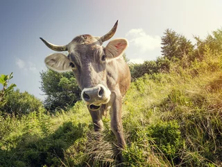 Crédence de cuisine en verre imprimé Vache A cow with a bell around his neck grazing on a clear day