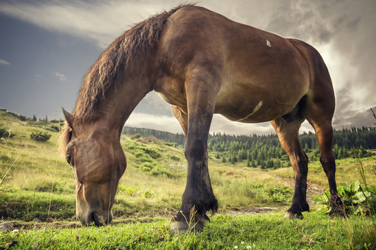 Muscular horse eating grass on the background of a mountain landscape. Photo shot from an unusual angle.