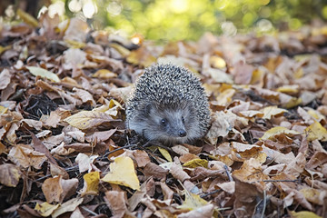 European hedgehog walking in autumn forest